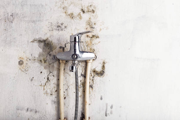 Best Mold Removal Company Near Me  in Victoria, KS
