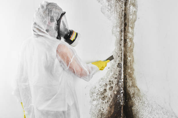 Best Mold Testing  in Victoria, KS