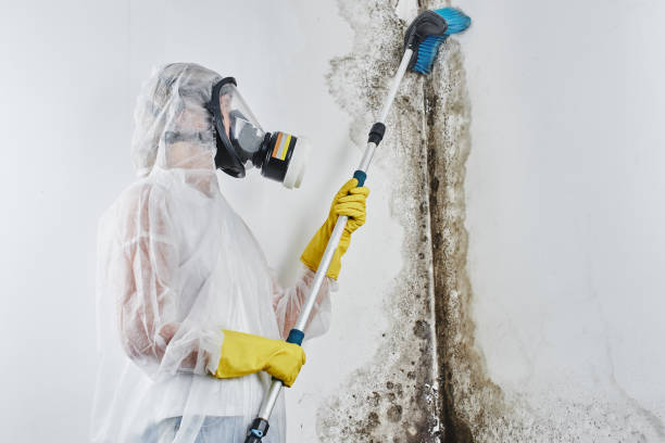 Office Mold Removal Services in Victoria, KS