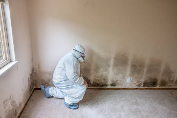 Best Certified Mold Removal  in Victoria, KS
