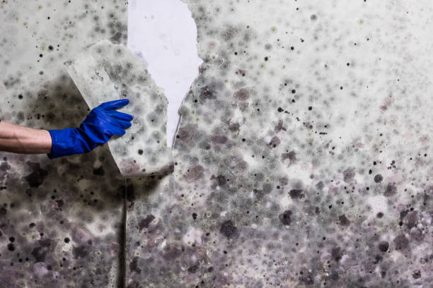 Best Toxic Mold Removal  in Victoria, KS