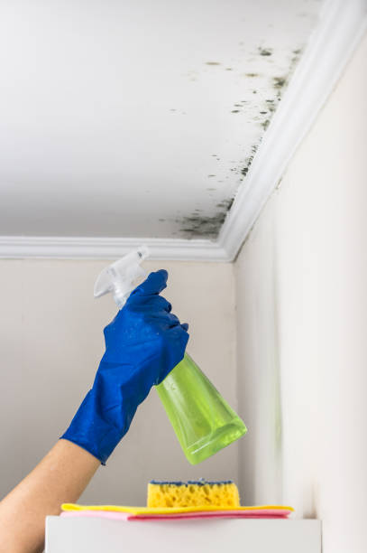 Professional Mold Removal in Victoria, KS